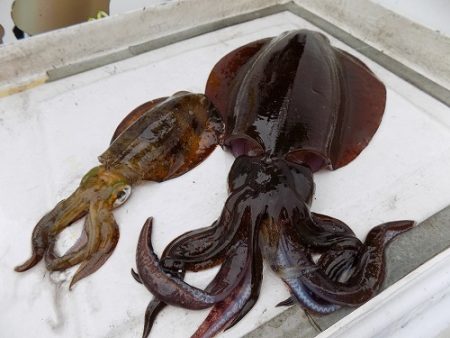 フィッシングボート空風(そらかぜ) 釣果