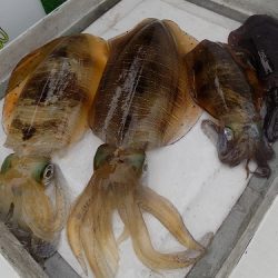 フィッシングボート空風(そらかぜ) 釣果