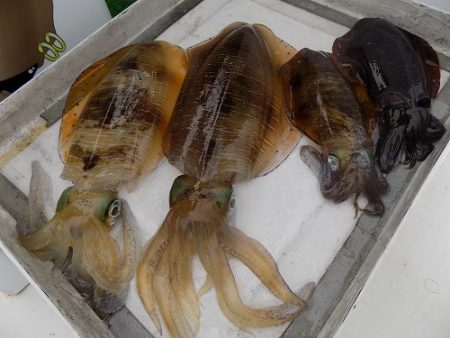 フィッシングボート空風(そらかぜ) 釣果