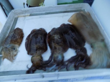 フィッシングボート空風(そらかぜ) 釣果