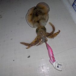 フィッシングボート空風(そらかぜ) 釣果