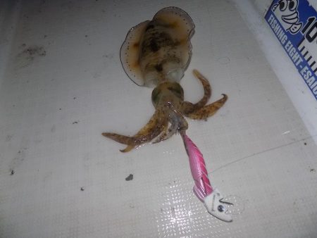 フィッシングボート空風(そらかぜ) 釣果