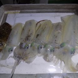 フィッシングボート空風(そらかぜ) 釣果