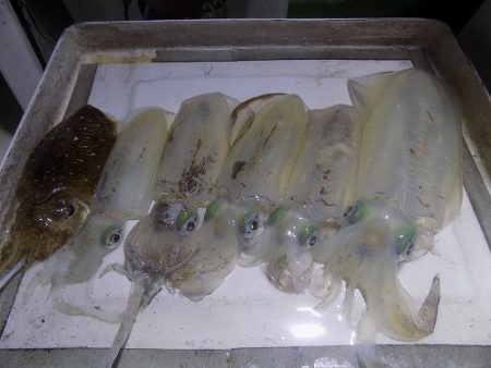 フィッシングボート空風(そらかぜ) 釣果