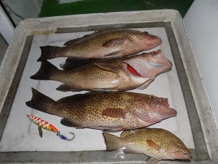 フィッシングボート空風（そらかぜ） 釣果