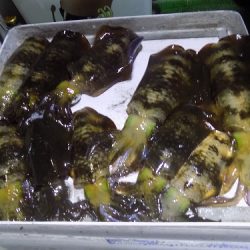 フィッシングボート空風(そらかぜ) 釣果