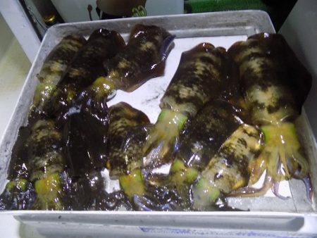 フィッシングボート空風(そらかぜ) 釣果