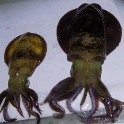 フィッシングボート空風(そらかぜ) 釣果