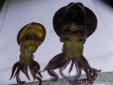 フィッシングボート空風(そらかぜ) 釣果