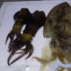 フィッシングボート空風(そらかぜ) 釣果