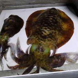 フィッシングボート空風(そらかぜ) 釣果