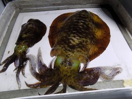 フィッシングボート空風(そらかぜ) 釣果