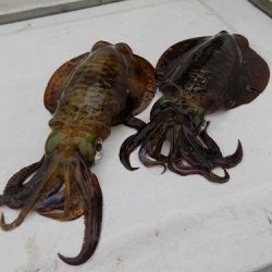 フィッシングボート空風(そらかぜ) 釣果