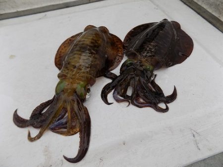 フィッシングボート空風(そらかぜ) 釣果