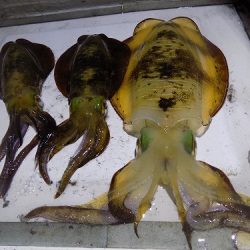 フィッシングボート空風(そらかぜ) 釣果