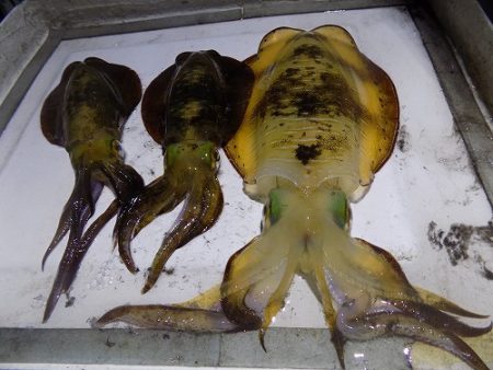 フィッシングボート空風(そらかぜ) 釣果