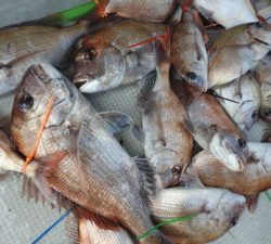 Fisherman Dreams DI 釣果