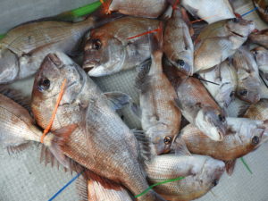 Fisherman Dreams DI 釣果