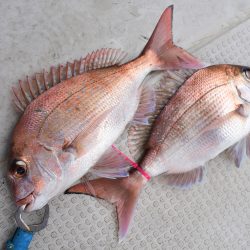 Fisherman Dreams DI 釣果