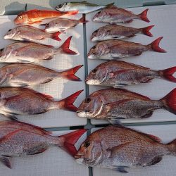 フィッシングボートACE（エース） 釣果