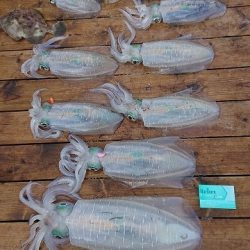 フィッシングボートACE(エース) 釣果