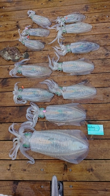 フィッシングボートACE（エース） 釣果