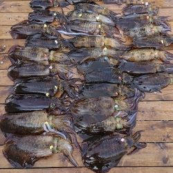 フィッシングボートACE（エース） 釣果