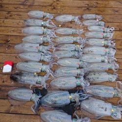 フィッシングボートACE（エース） 釣果