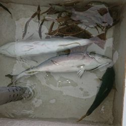 フィッシングボートACE(エース) 釣果