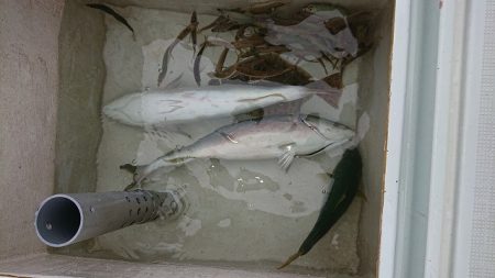 フィッシングボートACE(エース) 釣果