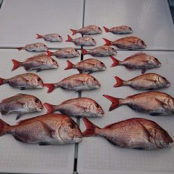 フィッシングボートACE(エース) 釣果