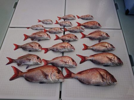 フィッシングボートACE（エース） 釣果