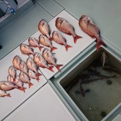 フィッシングボートACE(エース) 釣果