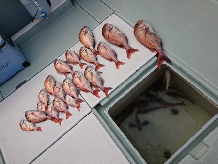 フィッシングボートACE(エース) 釣果