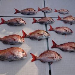 フィッシングボートACE(エース) 釣果