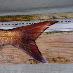 フィッシングボートACE（エース） 釣果