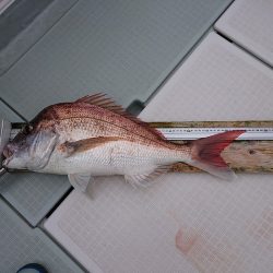 フィッシングボートACE（エース） 釣果