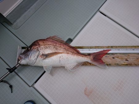 フィッシングボートACE（エース） 釣果