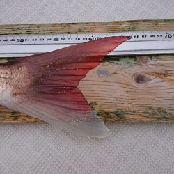 フィッシングボートACE（エース） 釣果