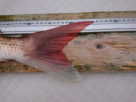 フィッシングボートACE（エース） 釣果