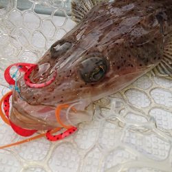 フィッシングボートACE(エース) 釣果