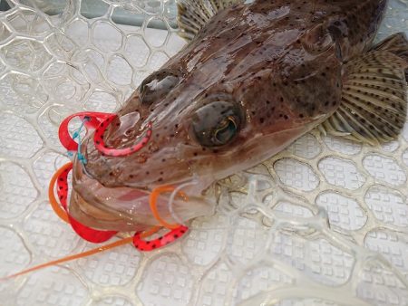 フィッシングボートACE(エース) 釣果