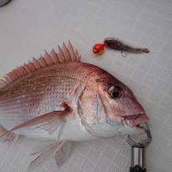 フィッシングボートACE(エース) 釣果