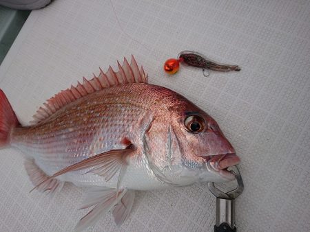 フィッシングボートACE(エース) 釣果