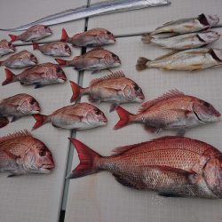 フィッシングボートACE(エース) 釣果