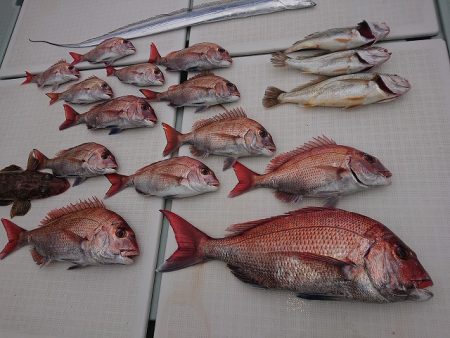 フィッシングボートACE(エース) 釣果