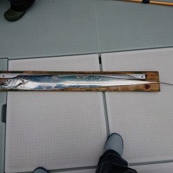 フィッシングボートACE(エース) 釣果