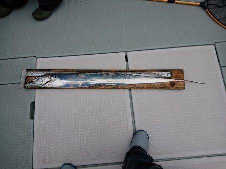 フィッシングボートACE(エース) 釣果