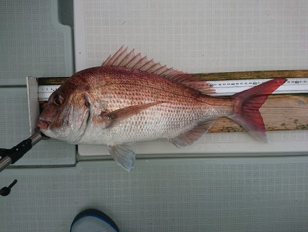 フィッシングボートACE(エース) 釣果