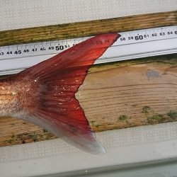 フィッシングボートACE(エース) 釣果